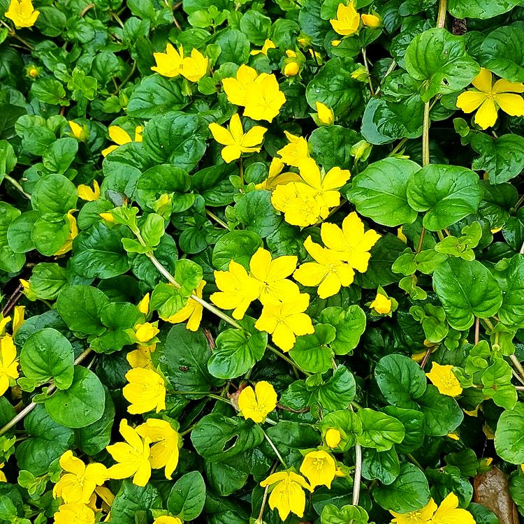 Pfennigkraut (Lysimachia nummularia)