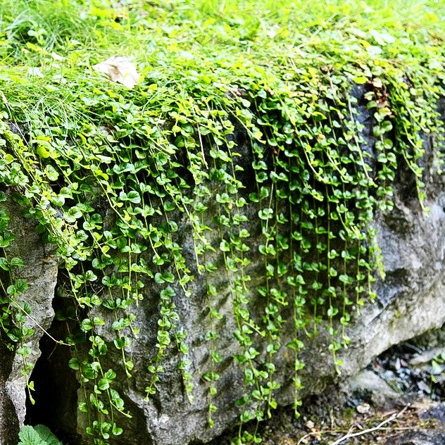 Pfennigkraut (Lysimachia nummularia)