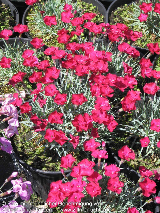 Pfingst-Nelke 'Badenia' (Dianthus gratianop.)