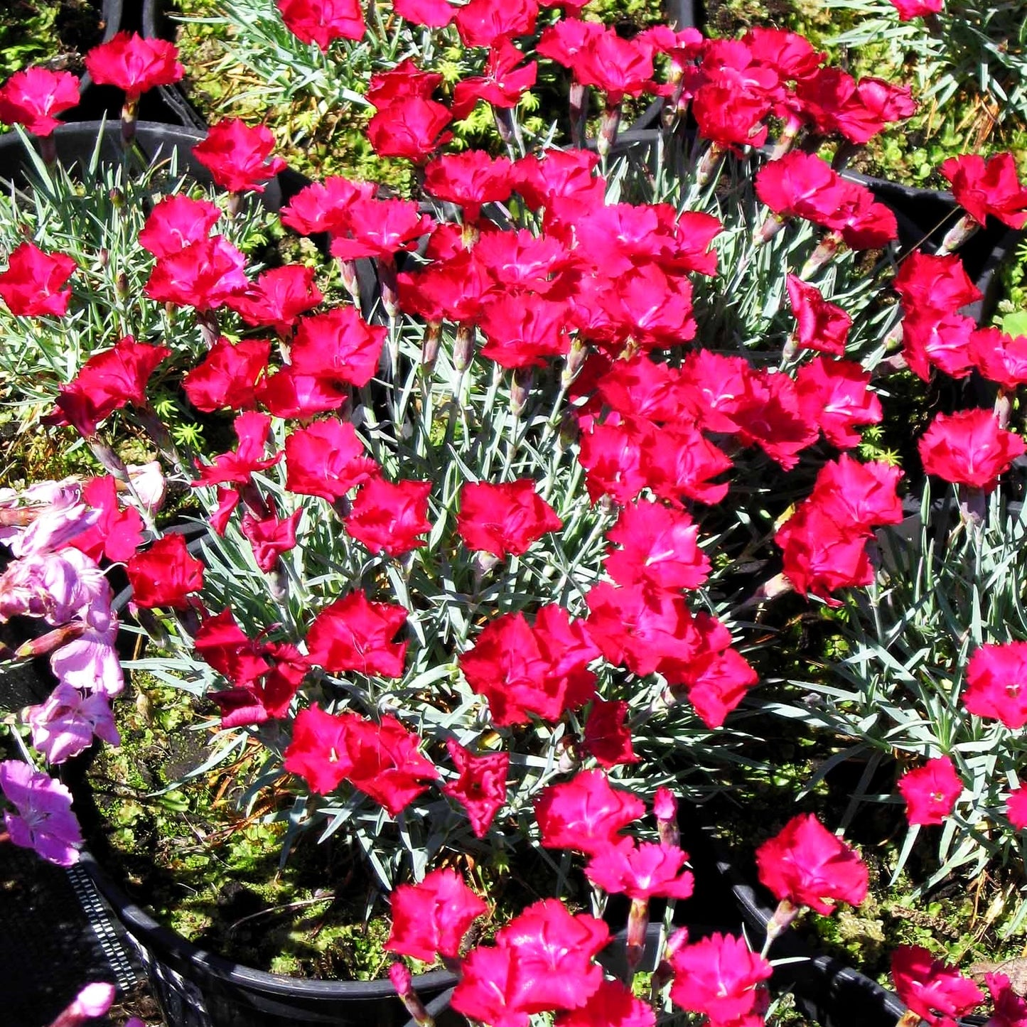 Pfingst-Nelke 'Badenia' (Dianthus gratianop.)