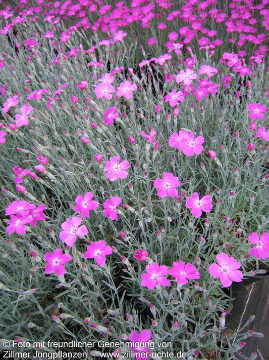 Pfingst-Nelke 'Blauigel' (Dianthus gratianop.)