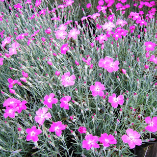 Pfingst-Nelke 'Blauigel' (Dianthus gratianop.)