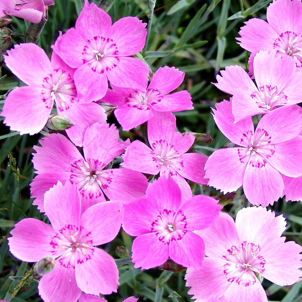 Pfingst-Nelke 'Blauigel' (Dianthus gratianop.)