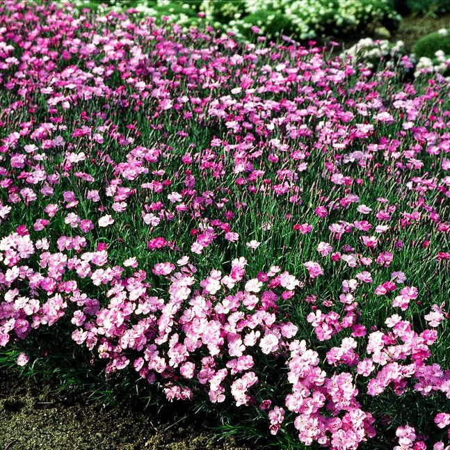 Pfingst-Nelke 'Eydangeri' (Dianthus gratianop.)