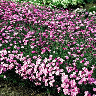 Pfingst-Nelke 'Eydangeri' (Dianthus gratianop.)