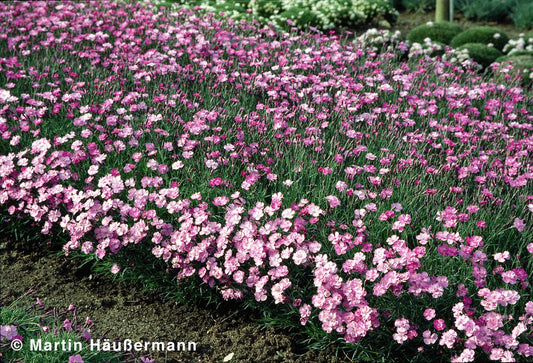 Pfingst-Nelke 'Eydangeri' (Dianthus gratianop.)