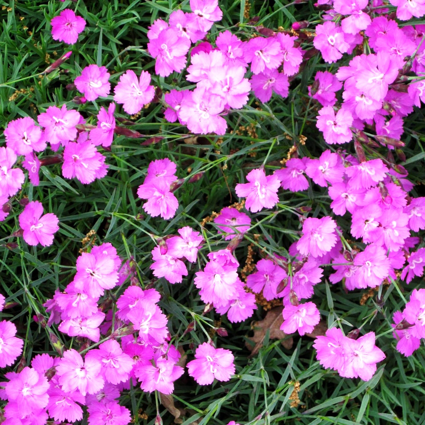 Pfingst-Nelke 'Eydangeri' (Dianthus gratianop.)