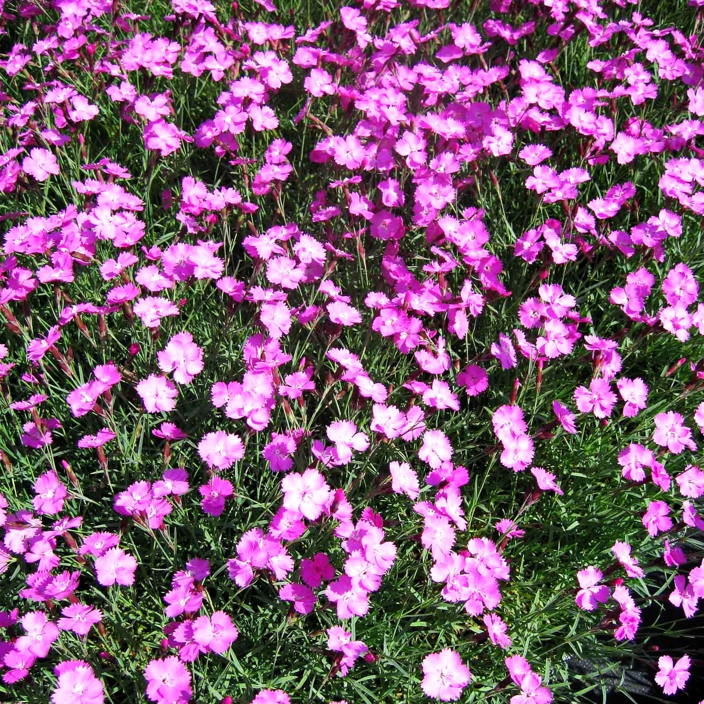 Pfingst-Nelke 'Eydangeri' (Dianthus gratianop.)