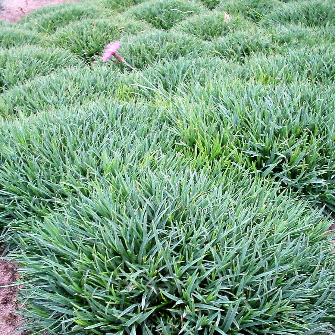 Pfingst-Nelke 'Eydangeri' (Dianthus gratianop.)