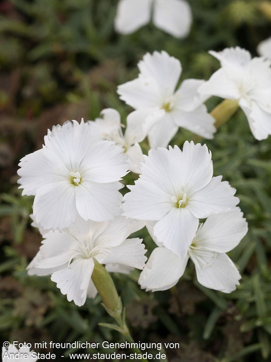 Pfingst-Nelke 'La Bourboule Blanche' (Dianthus gratianop.)
