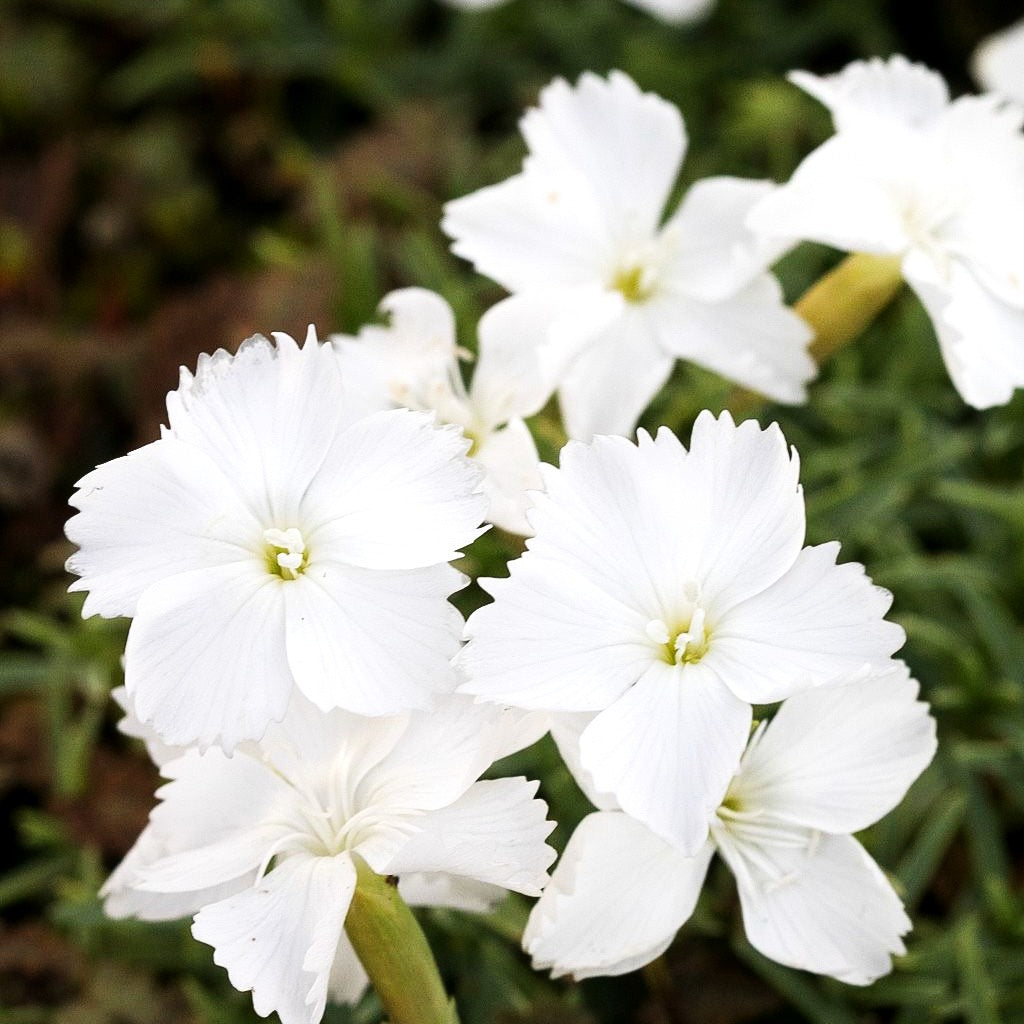 Pfingst-Nelke 'La Bourboule Blanche' (Dianthus gratianop.)