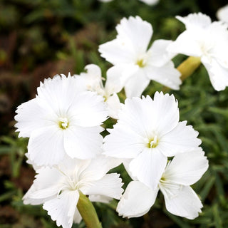 Pfingst-Nelke 'La Bourboule Blanche' (Dianthus gratianop.)