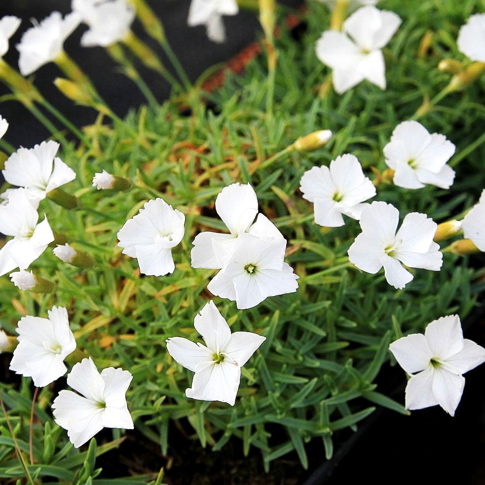 Pfingst-Nelke 'La Bourboule Blanche' (Dianthus gratianop.)