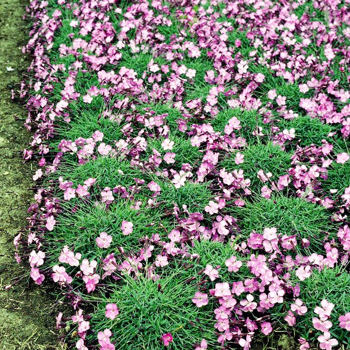Pfingst-Nelke 'La Bourboule' (Dianthus gratianop.)