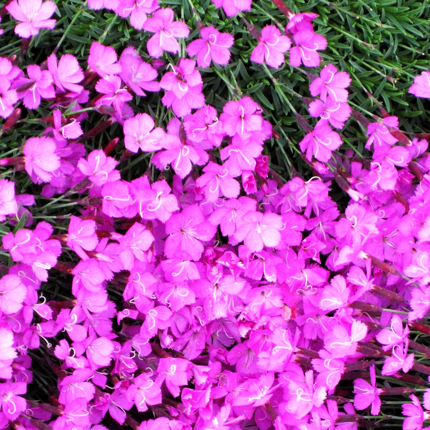 Pfingst-Nelke 'La Bourboule' (Dianthus gratianop.)