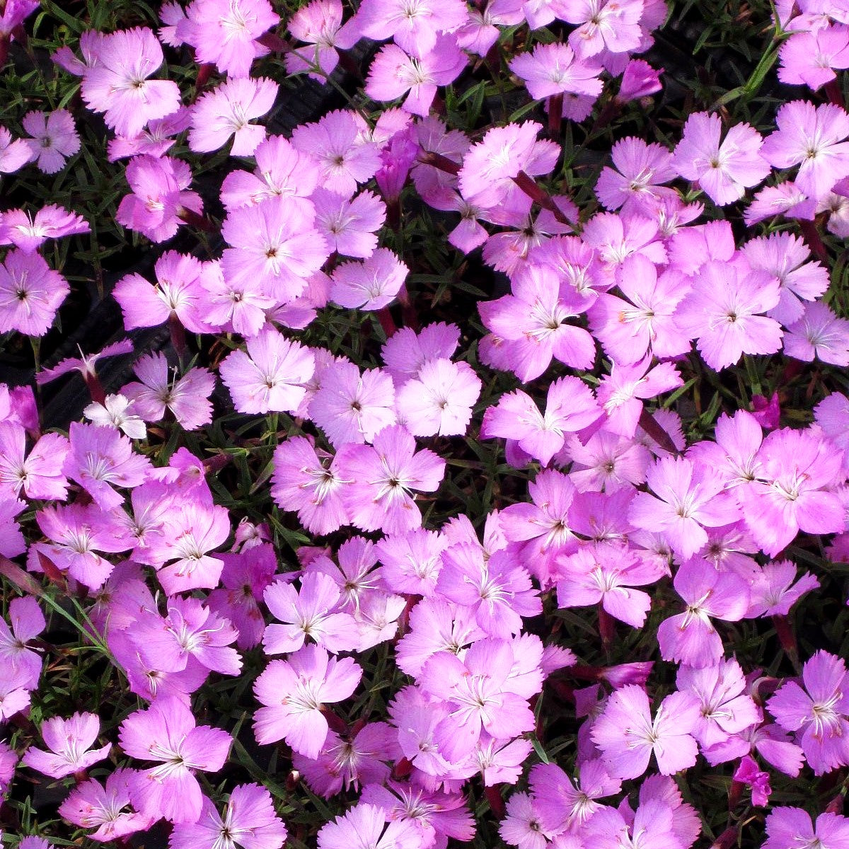 Pfingst-Nelke 'La Bourboule' (Dianthus gratianop.)