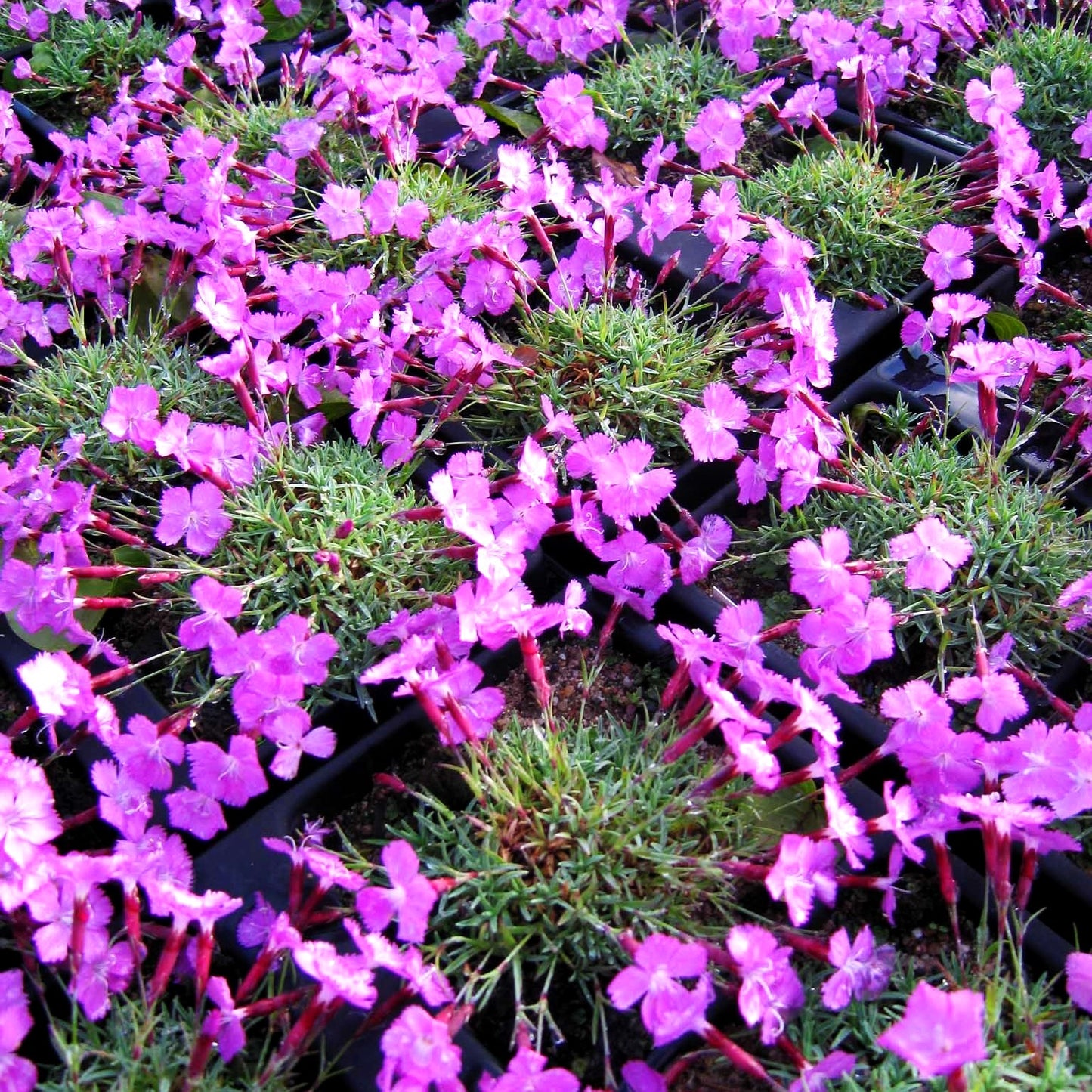 Pfingst-Nelke 'La Bourboule' (Dianthus gratianop.)