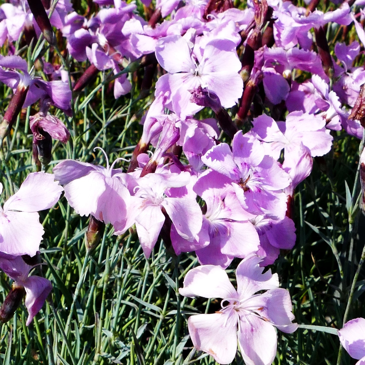 Pfingst-Nelke 'Nordstjernen' (Dianthus gratianop.)