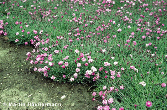 Pfingst-Nelke 'Pink Jewel' (Dianthus gratianop.)