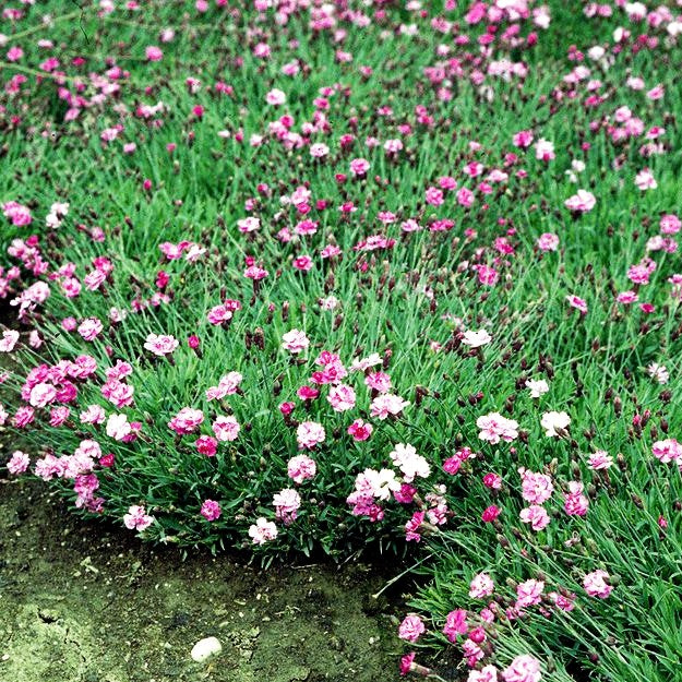 Pfingst-Nelke 'Pink Jewel' (Dianthus gratianop.)