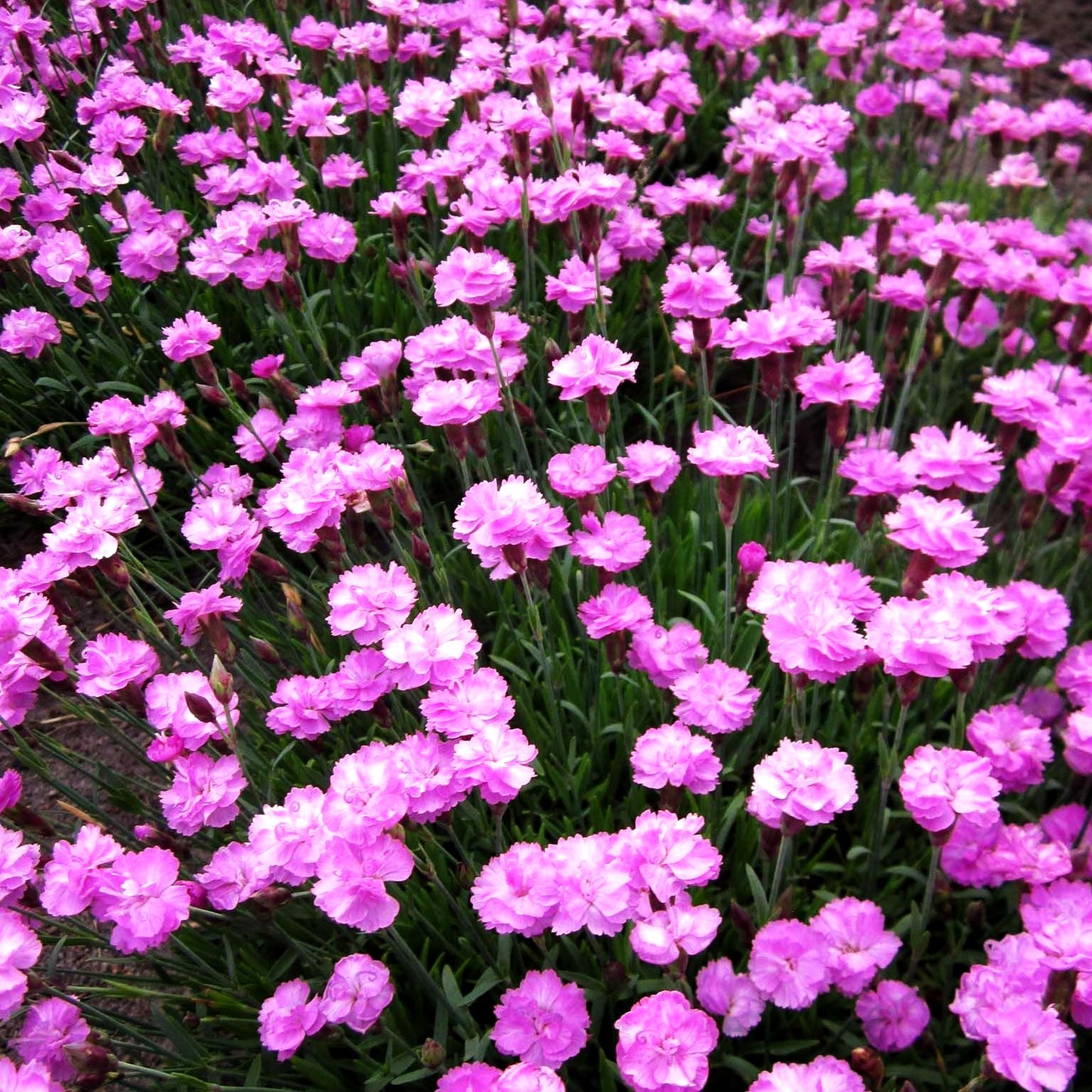 Pfingst-Nelke 'Pink Jewel' (Dianthus gratianop.)