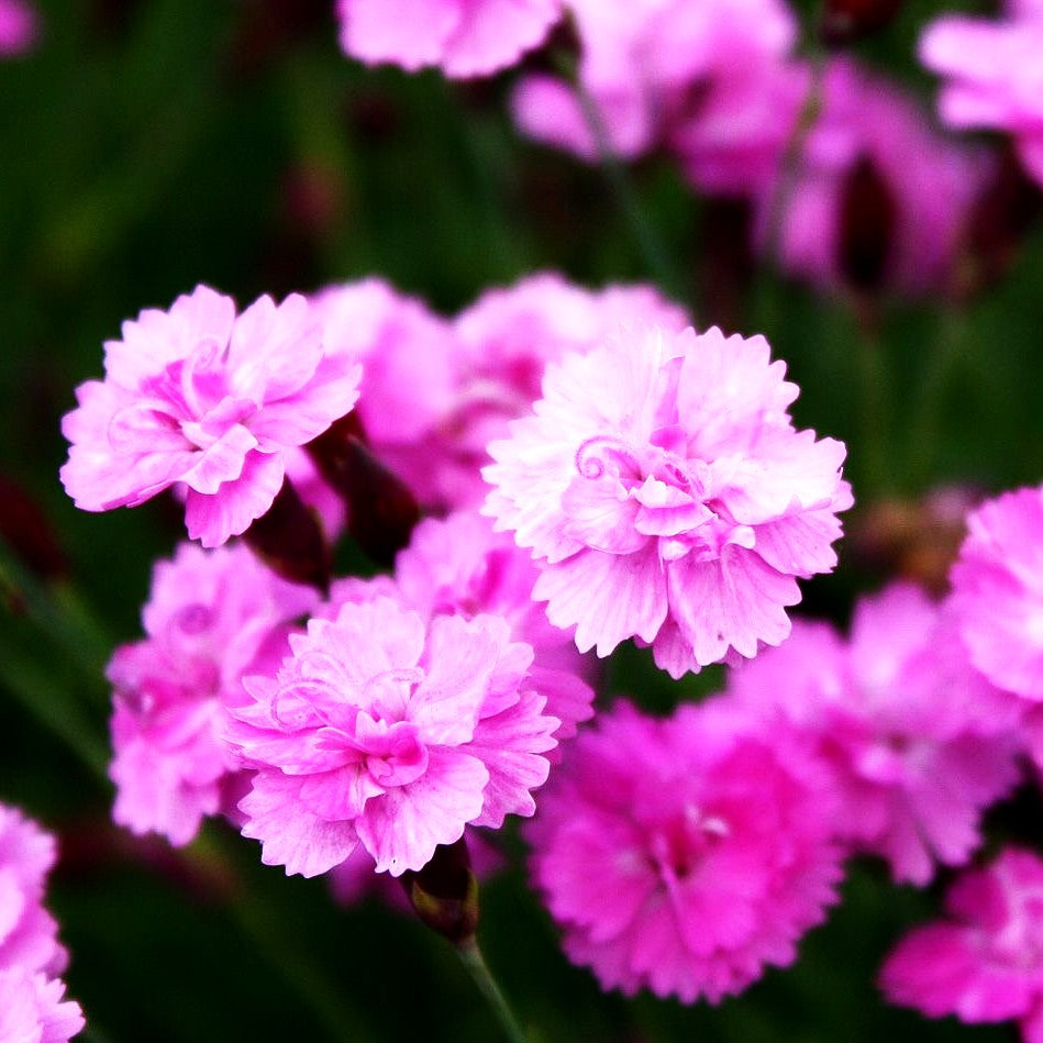 Pfingst-Nelke 'Pink Jewel' (Dianthus gratianop.)