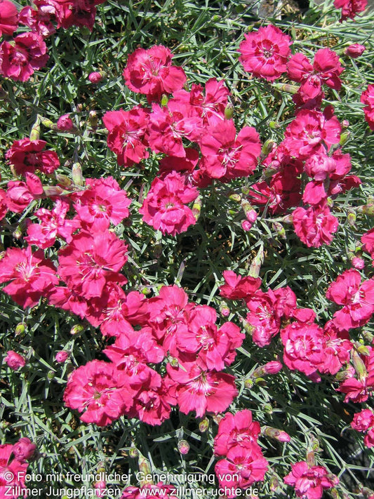 Pfingst-Nelke 'Rotkäppchen' (Dianthus gratianop.)