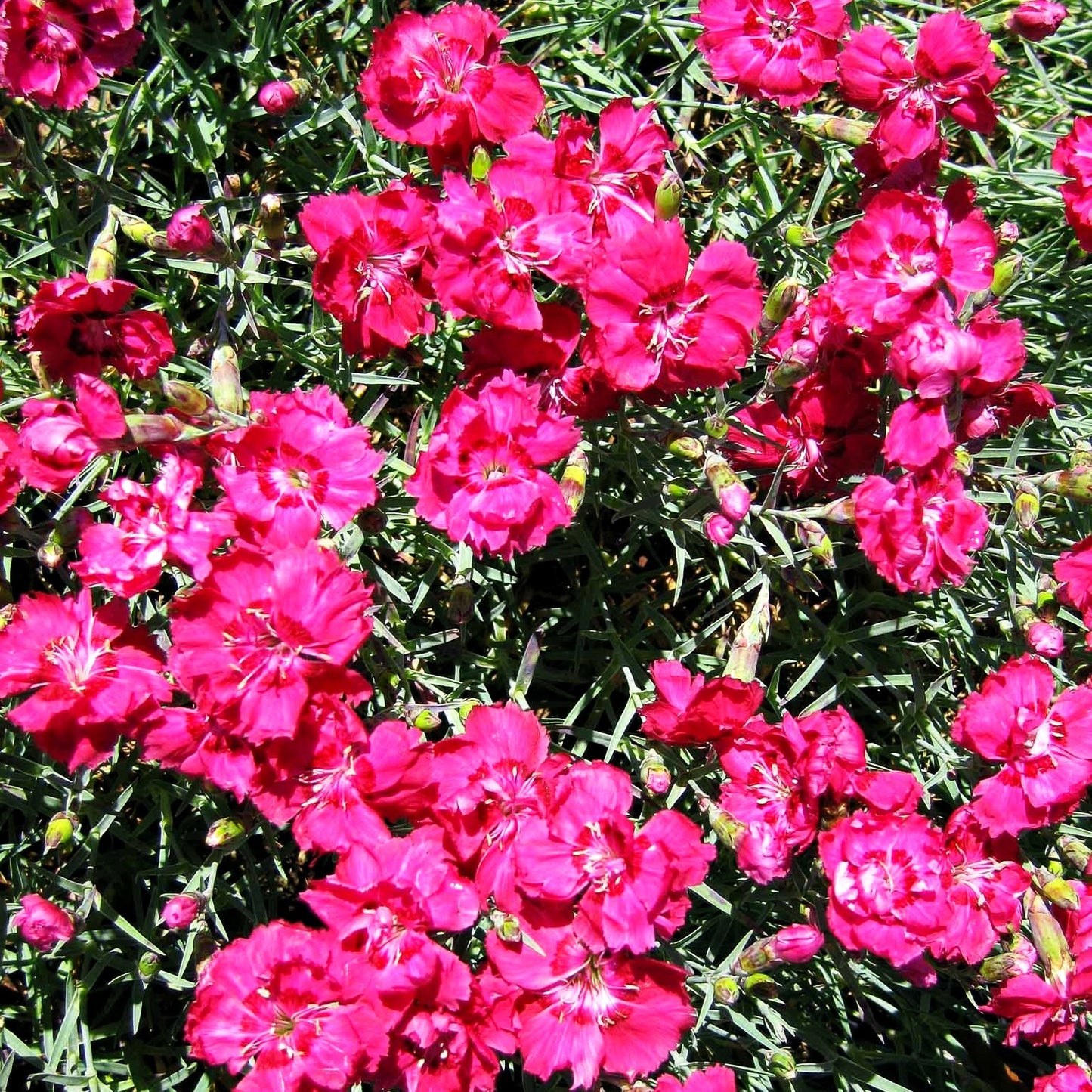 Pfingst-Nelke 'Rotkäppchen' (Dianthus gratianop.)