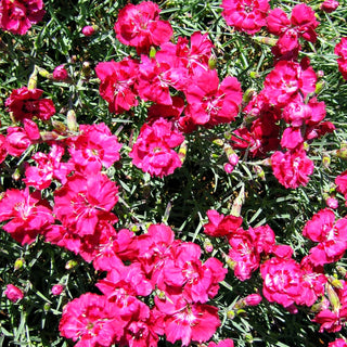 Pfingst-Nelke 'Rotkäppchen' (Dianthus gratianop.)