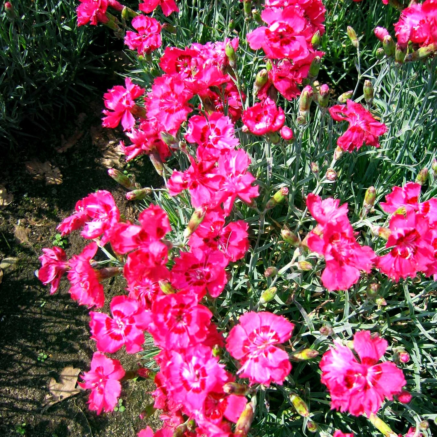 Pfingst-Nelke 'Rotkäppchen' (Dianthus gratianop.)