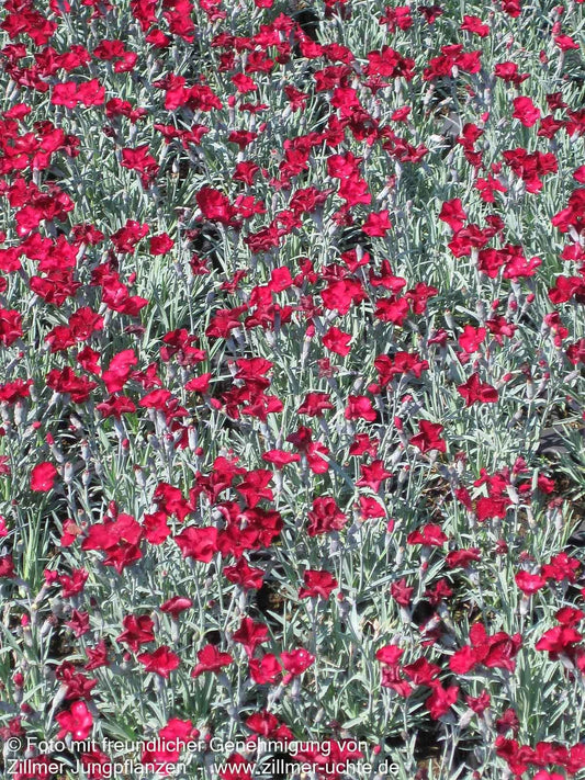Pfingst-Nelke 'Rubin' (Dianthus gratianop.)