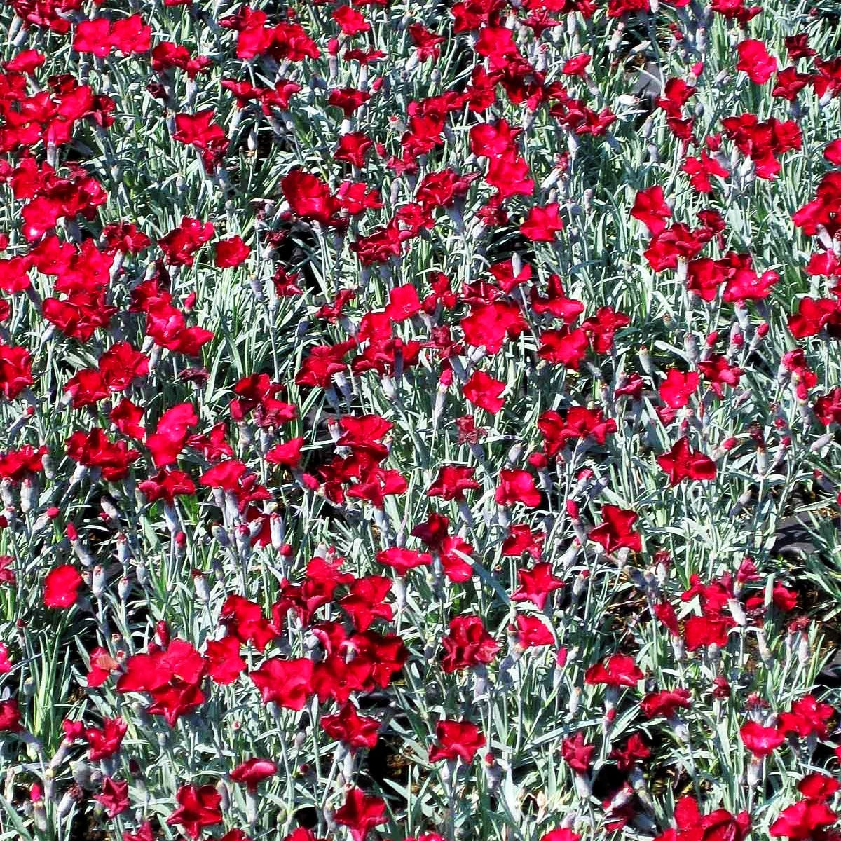 Pfingst-Nelke 'Rubin' (Dianthus gratianop.)