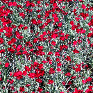 Pfingst-Nelke 'Rubin' (Dianthus gratianop.)