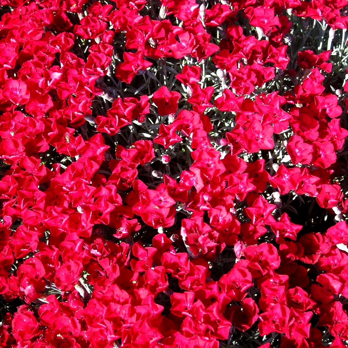 Pfingst-Nelke 'Rubin' (Dianthus gratianop.)