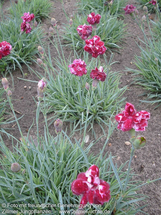 Pfingst-Nelke 'Walfried Gem' (Dianthus gratianop.)