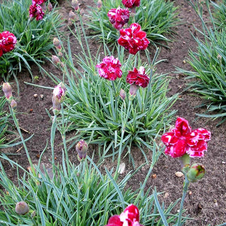 Pfingst-Nelke 'Walfried Gem' (Dianthus gratianop.)