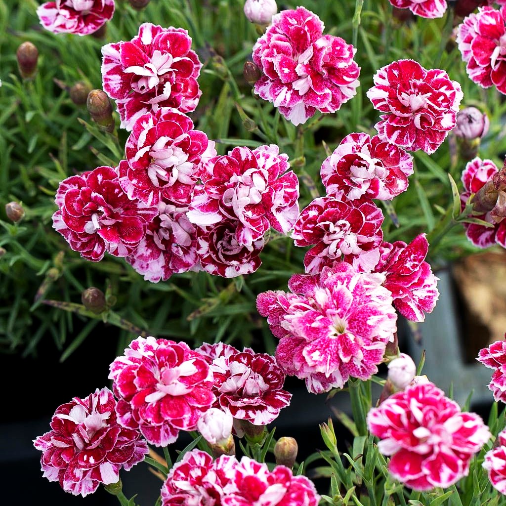 Pfingst-Nelke 'Walfried Gem' (Dianthus gratianop.)
