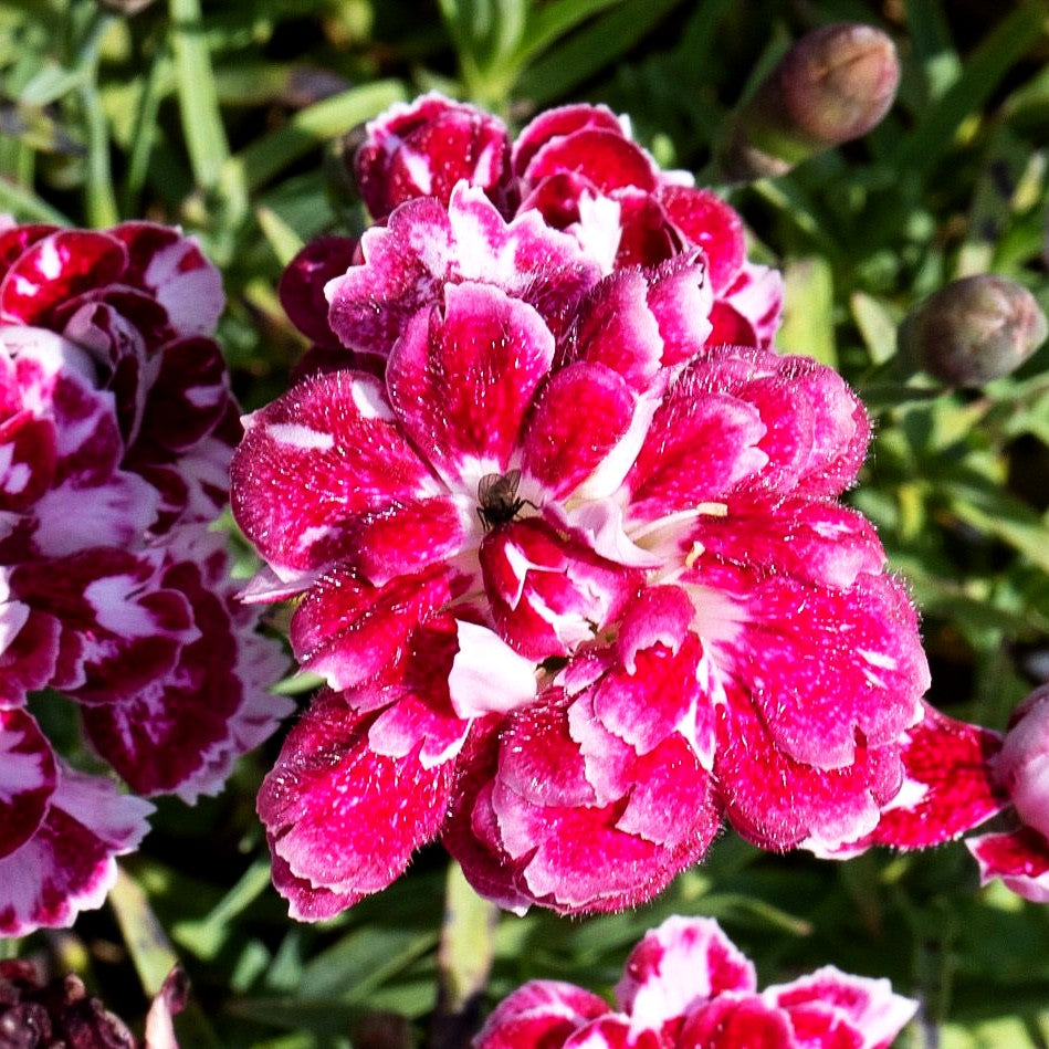 Pfingst-Nelke 'Walfried Gem' (Dianthus gratianop.)