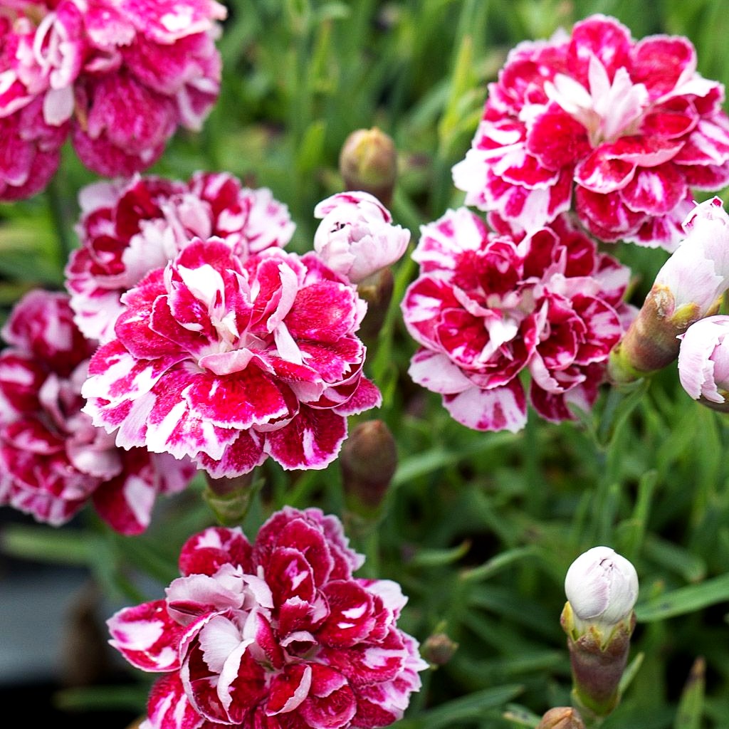 Pfingst-Nelke 'Walfried Gem' (Dianthus gratianop.)