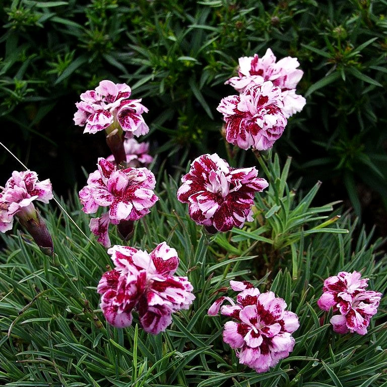 Pfingst-Nelke 'Walfried Gem' (Dianthus gratianop.)