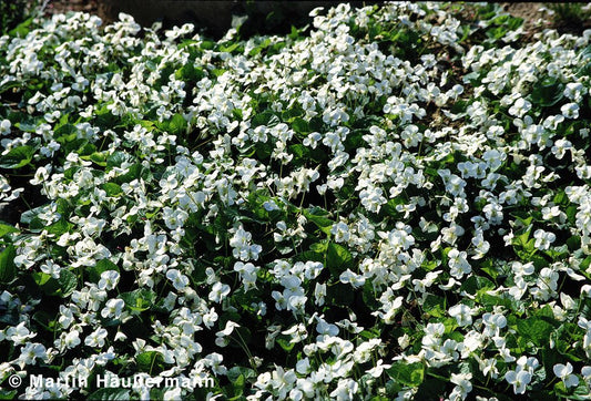 Pfingst-Veilchen 'Albiflora' (Viola sororia)