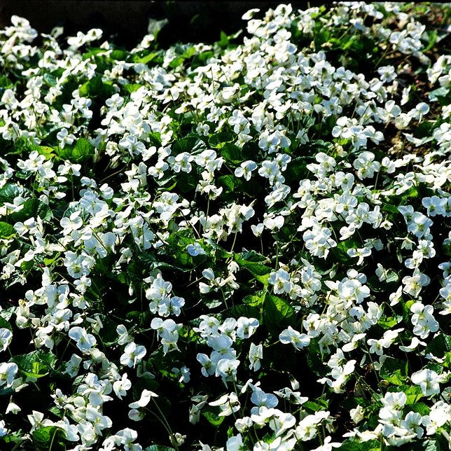 Pfingst-Veilchen 'Albiflora' (Viola sororia)