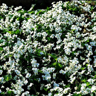 Pfingst-Veilchen 'Albiflora' (Viola sororia)
