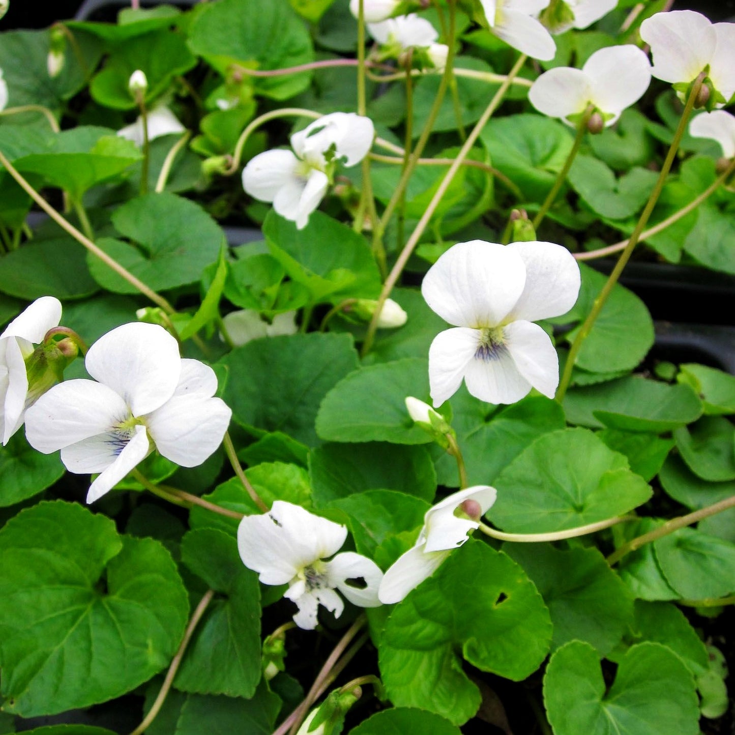 Pfingst-Veilchen 'Albiflora' (Viola sororia)
