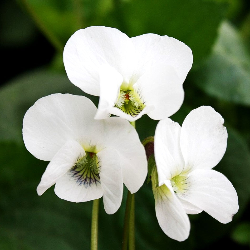 Pfingst-Veilchen 'Albiflora' (Viola sororia)