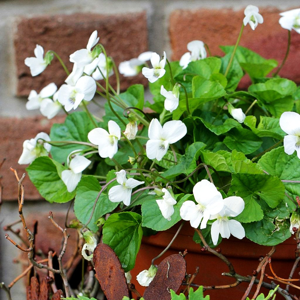 Pfingst-Veilchen 'Albiflora' (Viola sororia)