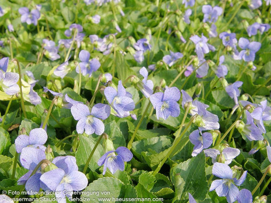 Pfingst-Veilchen 'Dark Freckles' (Viola sororia)