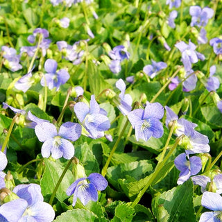 Pfingst-Veilchen 'Dark Freckles' (Viola sororia)