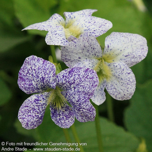 Pfingst-Veilchen 'Freckles' (Viola sororia)