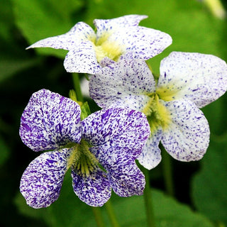 Pfingst-Veilchen 'Freckles' (Viola sororia)